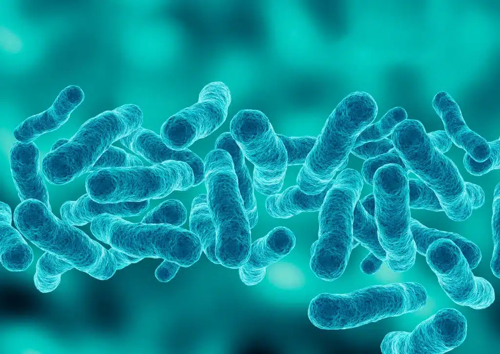Legionella Bacteria 
